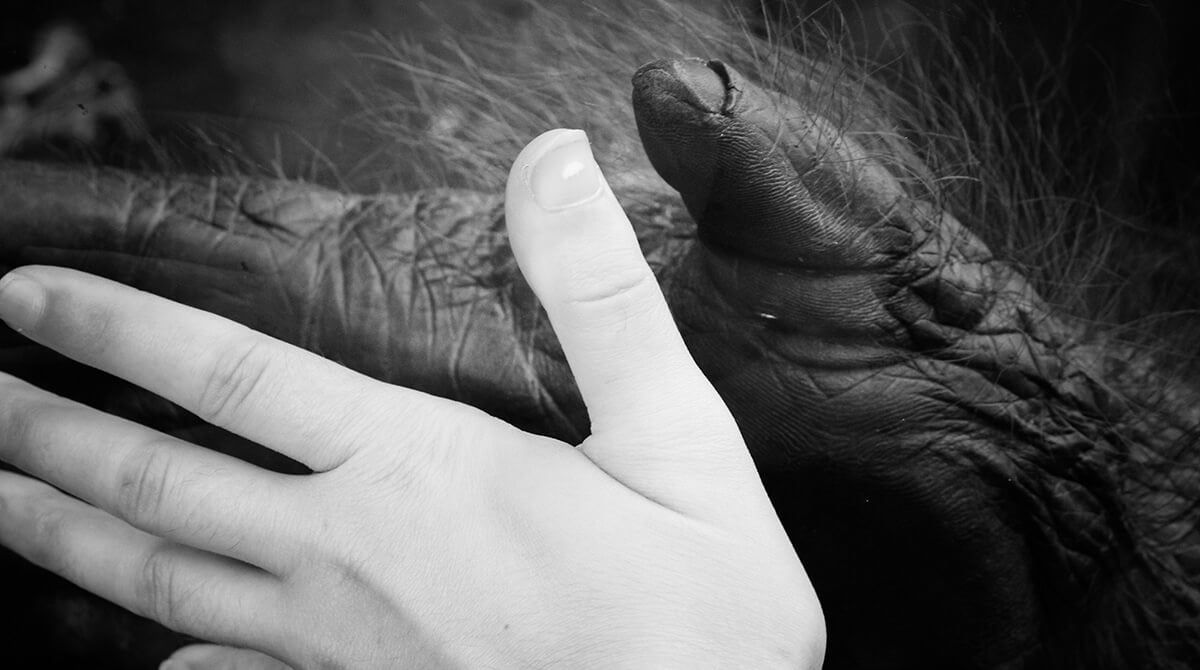 Close-up van een hand van een aap en een jongen